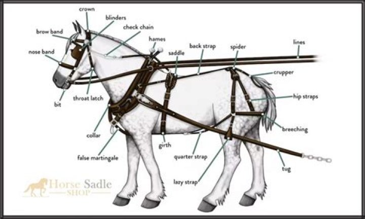 How horses are used for work?