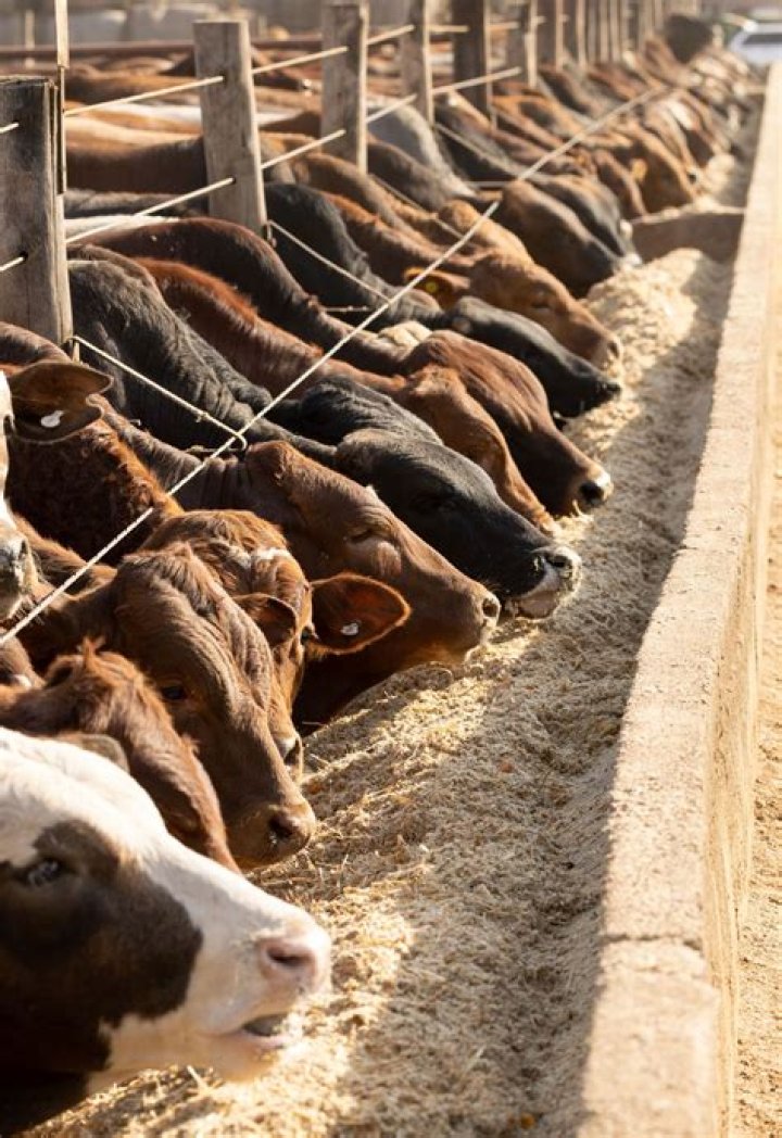 What is the difference between ranching and feedlots?