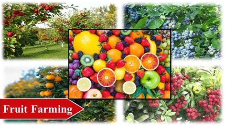 Which fruit farming is most profitable?
